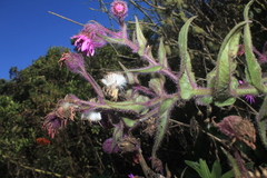Senecio formosoides