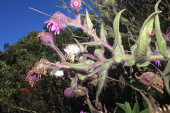 Senecio formosoides