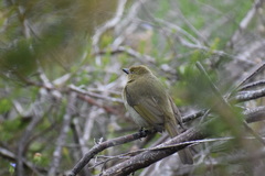 Andropadus importunus