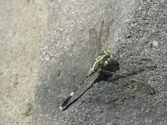 Orthetrum sabina