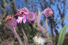 Senecio formosoides