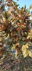 Combretum molle