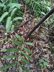 Woodwardia japonica