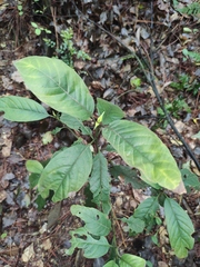 Camptotheca acuminata