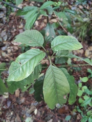 Camptotheca acuminata