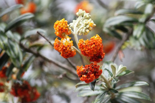 Buddleja coriacea
