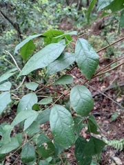 Derris fordii