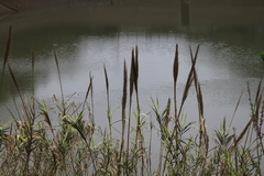 Arundo donax versicolor