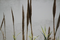 Arundo donax versicolor