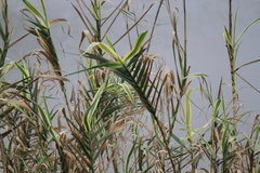 Arundo donax versicolor