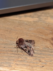 Cerastis enigmatica