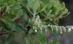 Comarostaphylis diversifolia