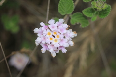 Lantana boyacana
