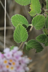 Lantana boyacana