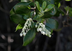 Comarostaphylis diversifolia