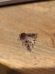Cerastis enigmatica