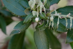 Comarostaphylis diversifolia