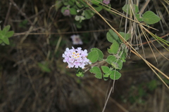 Lantana boyacana