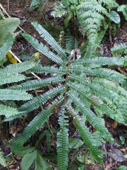 Adiantum pulverulentum