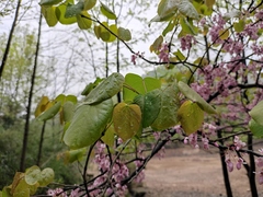 Cercis glabra