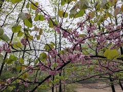 Cercis glabra