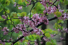Cercis glabra