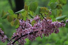 Cercis glabra