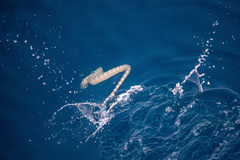 Hydrophis lapemoides