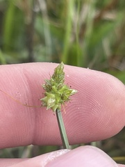 Carex leavenworthii