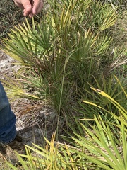 Piptochaetium avenacioides