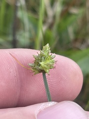 Carex leavenworthii