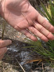 Piptochaetium avenacioides