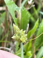 Carex leavenworthii