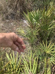 Piptochaetium avenacioides