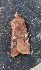 Cerastis leucographa