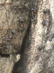 Liometopum microcephalum