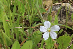 Erodium gruinum