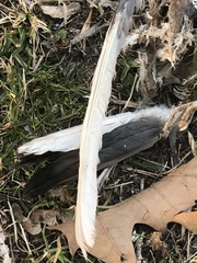 Columba livia domestica