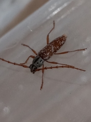 Elaphidion splendidum