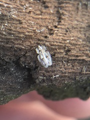 Corythucha ciliata