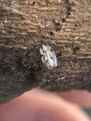 Corythucha ciliata