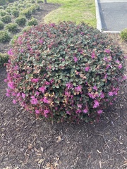 Loropetalum chinense