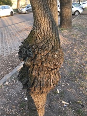 Agrobacterium radiobacter