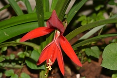 Sprekelia formosissima