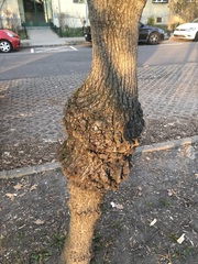Agrobacterium radiobacter