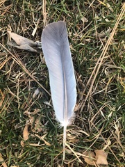 Columba palumbus