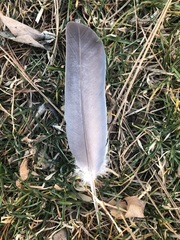 Columba palumbus