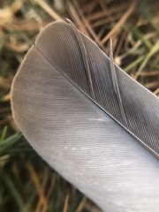 Columba palumbus
