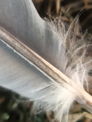Columba palumbus