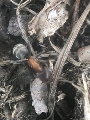 Liometopum microcephalum
